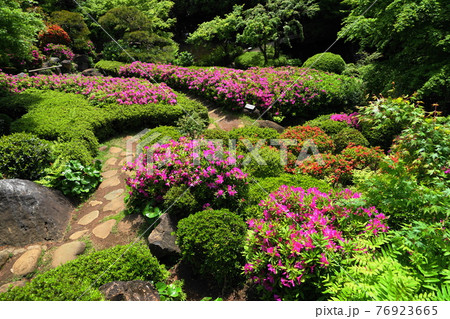 4月 品川412ツツジ(躑躅)の植栽・池田山公園 4月 品川412ツツジ(躑躅)の植栽・池田山公園 76923665