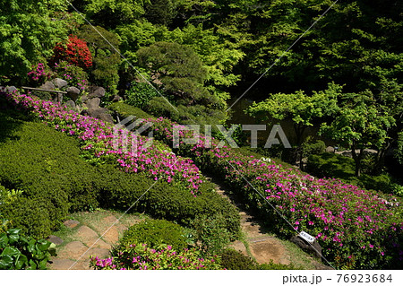 4月　品川396ツツジ(躑躅)の植栽･池田山公園 76923684