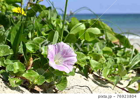 奄美大島の海岸で咲くハマヒルガオの花 奄美大島の海岸で咲くハマヒルガオの花 76923804
