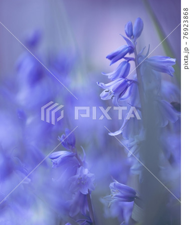 青系の花　釣鐘水仙　ブルーベル　マクロ撮影 76923868