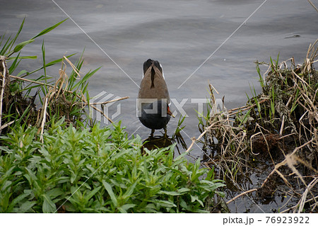 バン・鷭 76923922