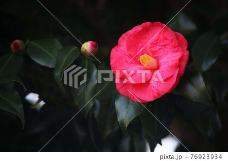 日陰で咲き始めた椿 赤くて八重咲きの花 日陰で咲き始めた椿 赤くて八重咲きの花 76923934