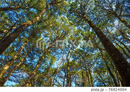 （山梨県）青木ヶ原樹海から空を見上げる 76924004