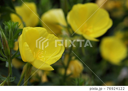 オオマツヨイグサの花と雨雫 76924122