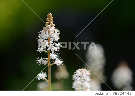 ティアレラ・ウェリー 76924445