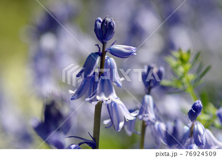 ツリガネズイセン ツリガネズイセン 76924509