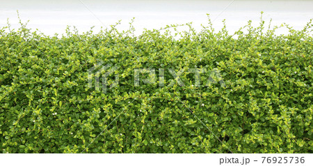 Green Trees bushes sky background Green Trees bushes sky background 76925736