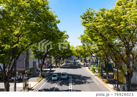 (東京都ー都市風景)新緑の甲州街道並木風景5 76926023