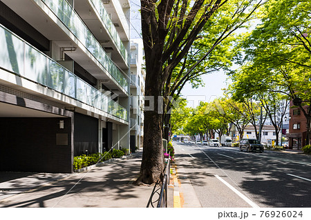 (東京都ー都市風景)新緑の甲州街道並木風景4 76926024