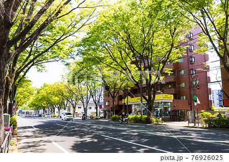 (東京都ー都市風景)新緑の甲州街道並木風景3 (東京都ー都市風景)新緑の甲州街道並木風景3 76926025