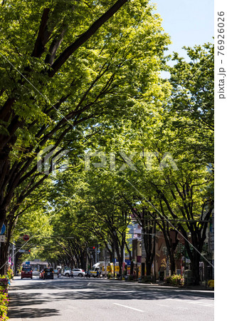 (東京都ー都市風景)新緑の甲州街道並木風景2 76926026
