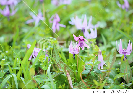 カタクリの花 76926225