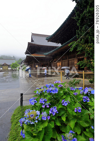 神奈川県　雨の鎌倉　建長寺　仏殿とあじさい 76926305