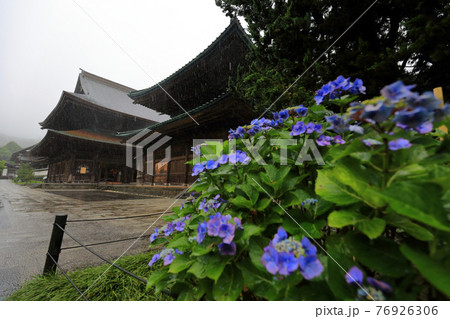 神奈川県 雨の鎌倉 建長寺 仏殿とあじさい 神奈川県 雨の鎌倉 建長寺 仏殿とあじさい 76926306