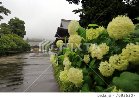 神奈川県 雨の鎌倉 建長寺 仏殿とあじさい 神奈川県 雨の鎌倉 建長寺 仏殿とあじさい 76926307
