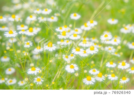 カモミールの花畑 76926340