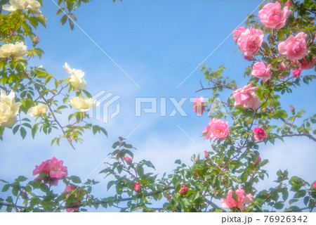 バラのフレーム バラのフレーム 76926342