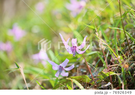 カタクリの花 76926349