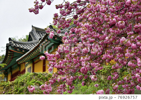 寺院 桜 花 76926757