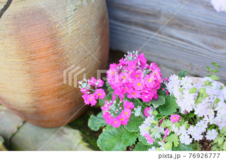 プリムラマルコイデスの花 76926777