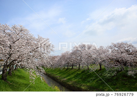 佐保川の桜 76926779