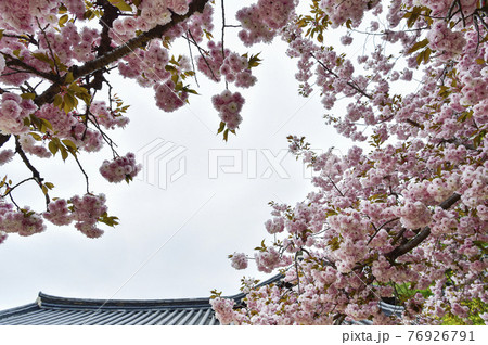春 桜 花 76926791