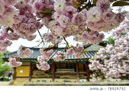 春 桜 花 76926792