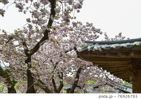 春 桜 花 76926793
