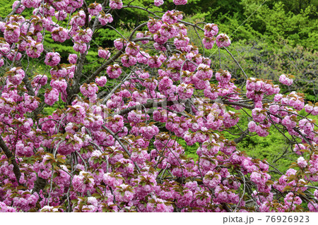 桜 花 春 76926923