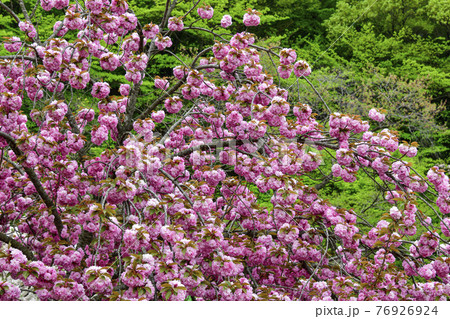 桜 花 春 76926924