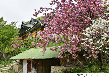 寺院 桜 花 76926925