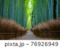 春の京都 竹林の小径 76926949