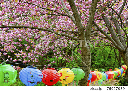 寺院 花 桜 76927089