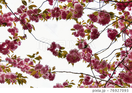 花 桜 春 76927093