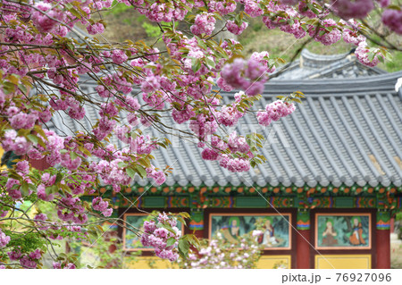 寺院 花 桜 76927096