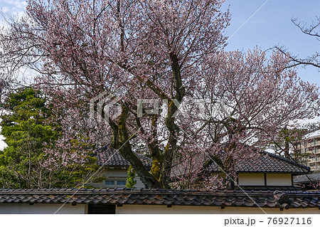 金沢城黒門前のコシノヒガンザクラ 76927116