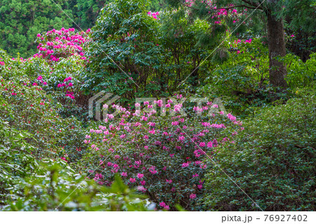 （静岡県）天城グリーンガーデンのシャクナゲ 76927402