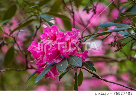 (静岡県)天城グリーンガーデンのシャクナゲ (静岡県)天城グリーンガーデンのシャクナゲ 76927405