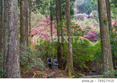 （静岡県）天城グリーンガーデンのシャクナゲ 76927410