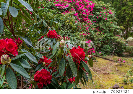 静岡県 天城グリーンガーデンのシャクナゲの写真素材