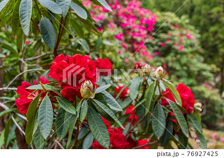 （静岡県）天城グリーンガーデンのシャクナゲ 76927425