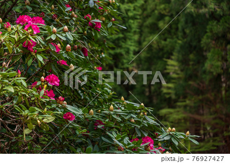 （静岡県）天城グリーンガーデンのシャクナゲ 76927427
