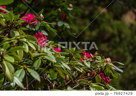(静岡県)天城グリーンガーデンのシャクナゲ (静岡県)天城グリーンガーデンのシャクナゲ 76927429