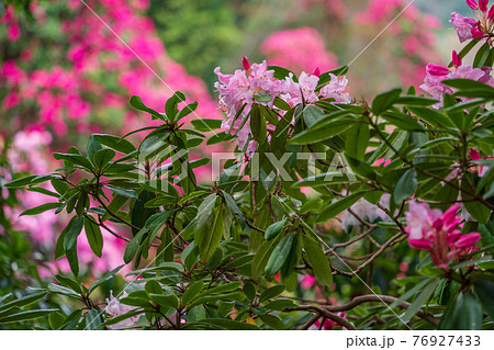 (静岡県)天城グリーンガーデンのシャクナゲ (静岡県)天城グリーンガーデンのシャクナゲ 76927433