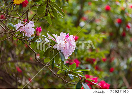 (静岡県)天城グリーンガーデンのシャクナゲ (静岡県)天城グリーンガーデンのシャクナゲ 76927440