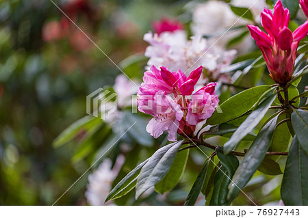静岡県 天城グリーンガーデンのシャクナゲの写真素材
