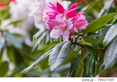 （静岡県）天城グリーンガーデンのシャクナゲ 76927444