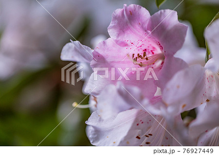 (静岡県)天城グリーンガーデンのシャクナゲ (静岡県)天城グリーンガーデンのシャクナゲ 76927449