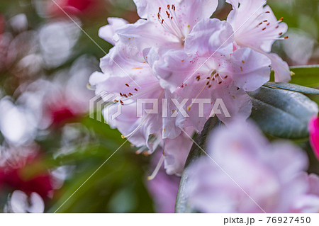 （静岡県）天城グリーンガーデンのシャクナゲ 76927450