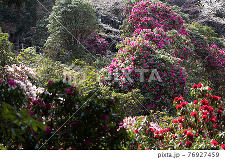 （静岡県）天城グリーンガーデンのシャクナゲ 76927459